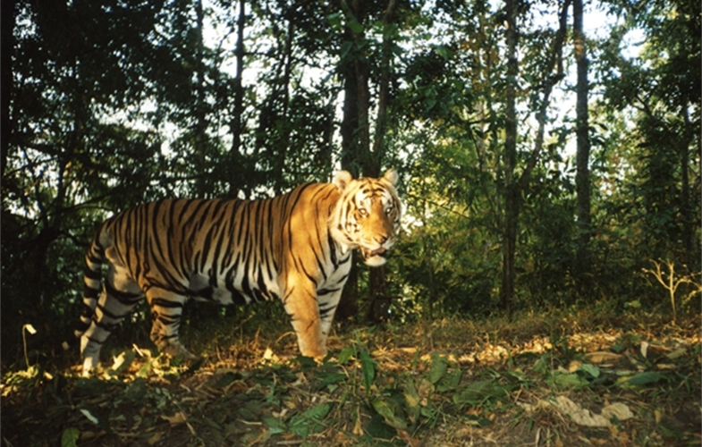 Tiger camera trap I.JPG